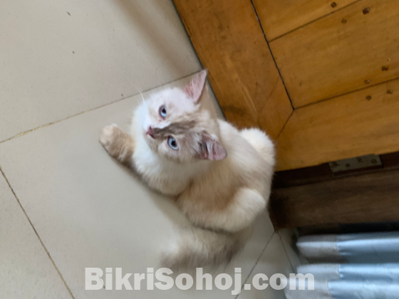 Blue eyes Himalyan persian cat